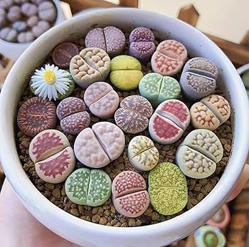 土なしS1、4、91、96、99　20品種入り　多肉植物リトープス　抜き苗 土なしS1、4、91、96、99 20品種入り 多肉植物リトープス 抜き苗